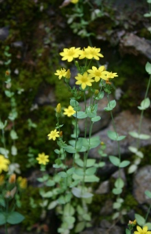 blackstonia perfoliata yellow wort.jpg